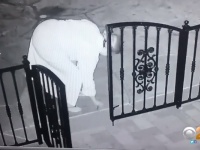 犬のオモチャだと思って拾ってみたら・・・【びっくり映像】