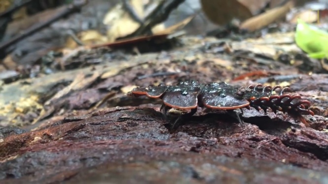 三葉虫カブトムシ