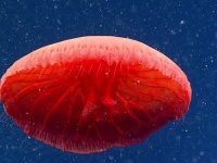 深海で発見された真っ赤なクラゲ、新種の可能性も