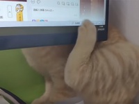 かゆいところに手が届かないじゃないか！モニターが邪魔して体が掻けない猫
