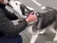 ウクライナの激戦地、ブチャで生きのびたハスキー犬が飼い主と無事再会