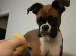好きな食べ物は“◯◯◯”！？　我が家の犬の好物が少し変わってる。