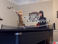 猫は卓球の達人だった！肉球ラケットで打ち返し勝利を導く