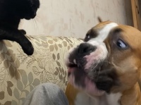 猫に話し合いは通用しないことを悟った犬