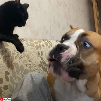 猫に話し合いは通用しないことを悟った犬