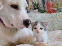 民家の裏庭で保護されたぼっちの子猫、里親先の犬を慕い、深い友情を育む（アメリカ）