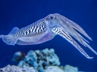 右利きは戦闘も交尾も有利。コウイカの利き手の世界（フランス）