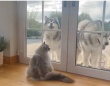 破壊神キャット「窓の向こうとこちらは違う世界なのかもニャ！」ガラス越しのマラミュートズにパンチを繰り出す猫