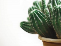 部屋に置いてはダメな植物