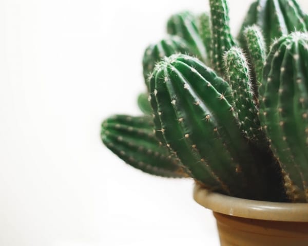 部屋に置いてはダメな植物