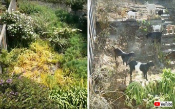 安全で楽な除草がしたい？簡単だよ。ヤギならね。ヤギ集団が6日間で裏庭の雑草をきれいにしていくタイムラプス動画