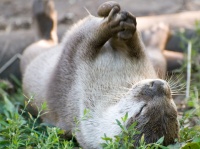 回したり転がしたり。カワウソはなんでこんなに石遊びが大好きなの？その理由を科学で検証（英研究）