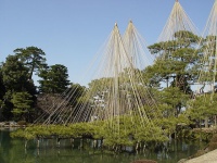 雪吊りの様子（Jovandavid～commonswikiさん撮影、Wikimedia Commonsより）