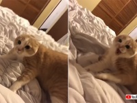 ピクンッ からのキシャーッ！！耳が完全になくなるほどに猫が恐れおののくその正体は！？