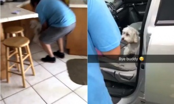 父親が10年来の愛犬を犬の美容室に連れて行ったのだが、何食わぬ顔で別の犬と一緒に帰ってきた件