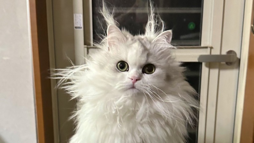 ライオンになりたかったのかな？　毛づくろいが下手すぎたネコチャン、全身から「覇気」を放ってしまう