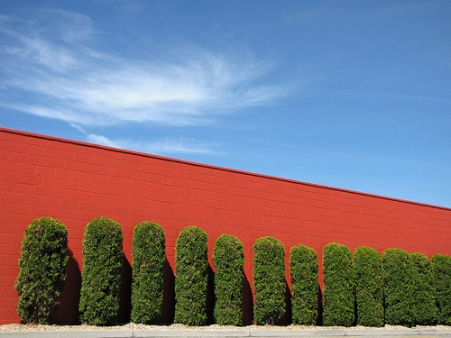 Shrubbery and Sky