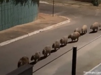 こんな動画だけ見ていたい。カピバラの群れが一列に並んでゆっくりと歩いていくよ