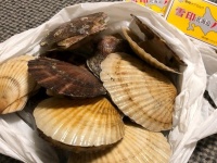 鮭まるまる1匹、ホタテたっぷり2キロを「無料配布」　北海道の標津町がやっぱり太っ腹すぎる