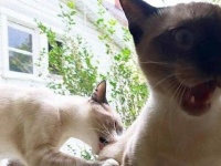 こいつぁやべえええ！お尻を噛まれた猫が見せたリアクションに関する海外の反応