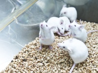 若返りのタンパク質でマウスの寿命を23%延ばすことに成功。数年後には人間に応用できる可能性