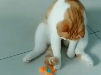 一大ブームを巻き起こしたハンドスピナーだが、今では猫のおもちゃとして再利用されていた