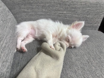 飼い主さんの袖をキュッ！そのまま寝ちゃったワンちゃんが話題