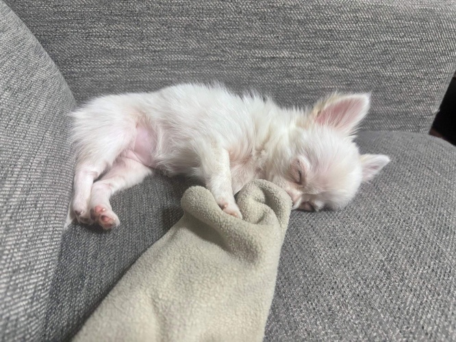 飼い主さんの袖をキュッ！そのまま寝ちゃったワンちゃんが話題