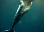 人魚目撃の瞬間！　奇跡のショットに言い伝えを信じてしまう