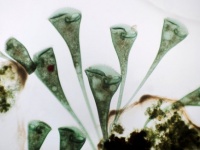 ただ反応しているだけではない。単細胞生物は自ら意思決定している可能性（米研究）