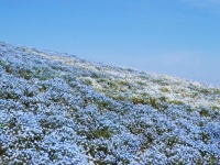 ネモフィラ畑には行けないけど...