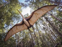 都市伝説なのか？実在したのか？巨大な怪鳥「トゥームストーンの翼竜」の謎