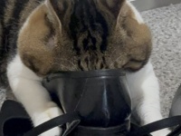 妹の婚約者が遊びに来た日、実家の猫が〝まさかの行動〟を始めて...　奇天烈な姿に家族と41万人困惑