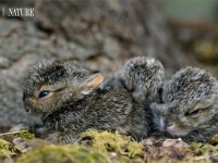 モフモフの毛を持って生まれてくるノウサギの赤ちゃん。すぐにピョンピョン動けるように