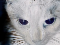 猫は宇宙人が送り込んだスパイなのか？ ネットに流れるあの噂を検証する