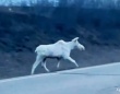 カナダで珍しい白いヘラジカが高速道路を横切る瞬間が目撃される
