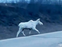 カナダで珍しい白いヘラジカが高速道路を横切る瞬間が目撃される