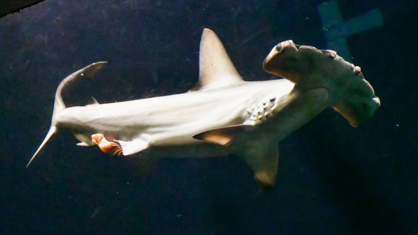 超高速で泳ぐサメのお腹を見てみたら→「腸」出てた　水族館に年100回通うマニアも「初めて見た」衝撃的行動