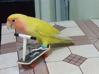 練習中のインコを撮影に成功。スクーターに乗るインコの懸命な姿にきゅん