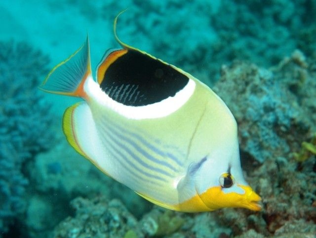 Lined-Butterflyfish_e