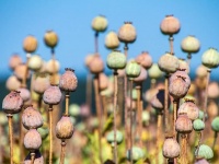 毒にも薬にもなる。植物や細菌の毒から作られた5種の薬