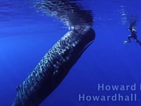 あのダイオウイカの天敵がコレ。マッコウクジラと泳ぐダイバーたち