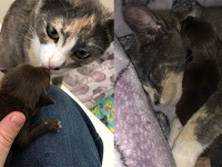 母親がいない子？まかせなさい。孤児となった子犬を、6匹の我が子猫と同様に愛し、お世話をする母猫（アメリカ）