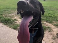 缶ジュースよりも長いだと？世界最長の舌を持つ犬、その長さ12.7cmでギネス記録更新