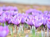 思わず笑顔になれる花20選