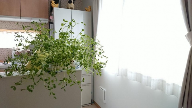 2月26日の豆苗（画像はぴよりん＠harepiyopiyoさん提供）