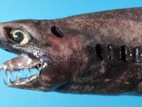 深海のエイリアン、腹面に無数の発光器を持つ希少種、ワニグチツノザメの生体が引き揚げらられる（台湾）