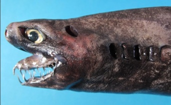 深海のエイリアン、腹面に無数の発光器を持つ希少種、ワニグチツノザメの生体が引き揚げらられる（台湾）