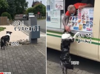 おじさんがやって来る！アイスクリームトラックの音に誰よりも先に気が付いてじっと待つ犬