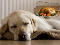 ペットの犬や猫はどんな夢をみているのだろう？そもそも夢を見るのだろうか？（ハーバード大研究）